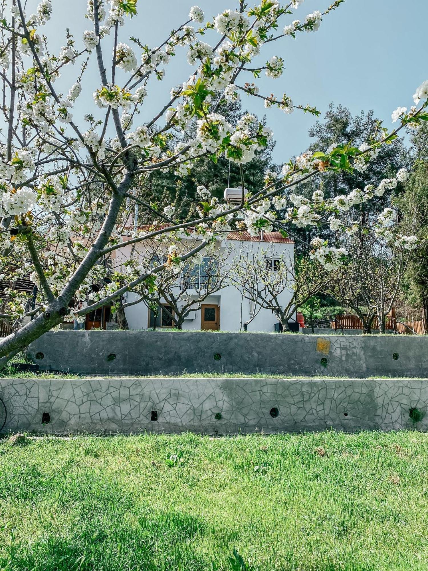 Willa Milea Mansion Limassol Zewnętrze zdjęcie